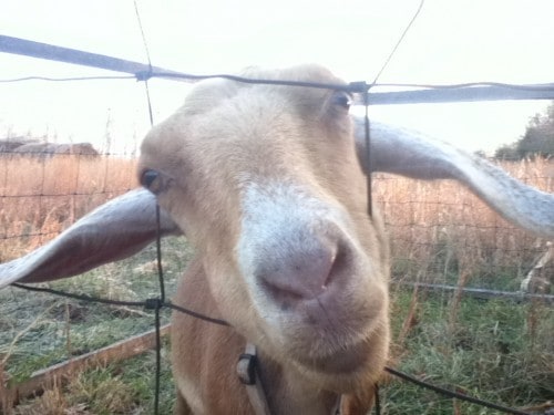 Image shows a close up of a goat looking through a fence