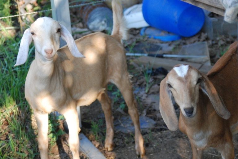 A Time To Sell: Why We Sold Our Dairy Goats