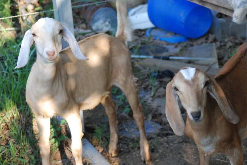Image shows two tan goats with white spots on their heads looking at the camera.