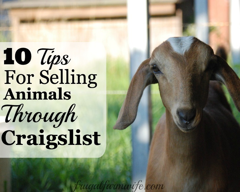Image shows a brown goat with a white spot on it's head looking at the camera. Text reads "10 Tips for Selling Animals Through Craigslist"