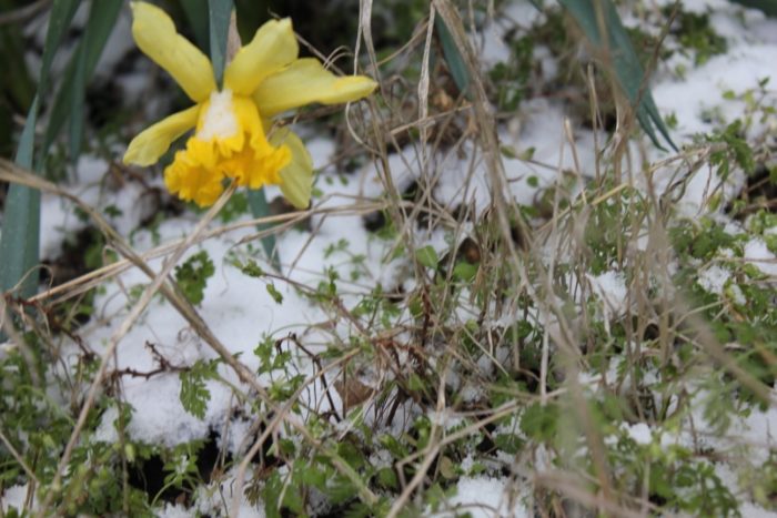 snowy daffodil