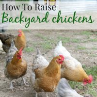 How to Raise Chickens In Your Back Yard