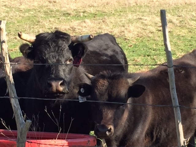Image shows two dark brown cattle at a fence