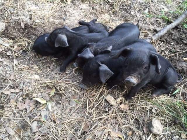 Image shows several black piglets sitting together on the ground. 