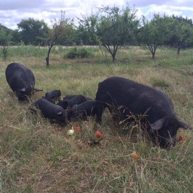 Image shows two large black pigs and several small piglets feeding in a field on a farm. 