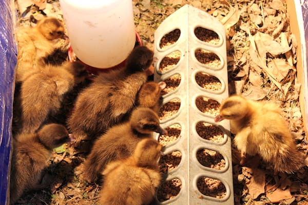 Image shows several ducklings feeding in on seed