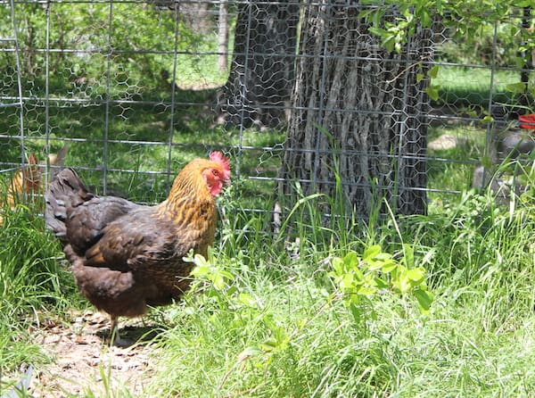 Image shows a dark brown chicken with a copper head in grass at a fence