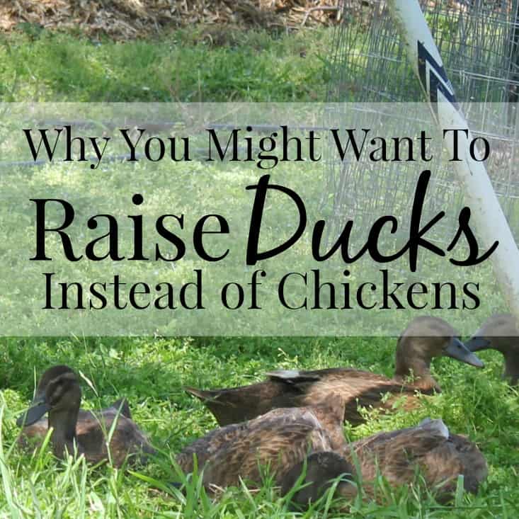 Why You Might Want To Raise Ducks Instead Of Chickens