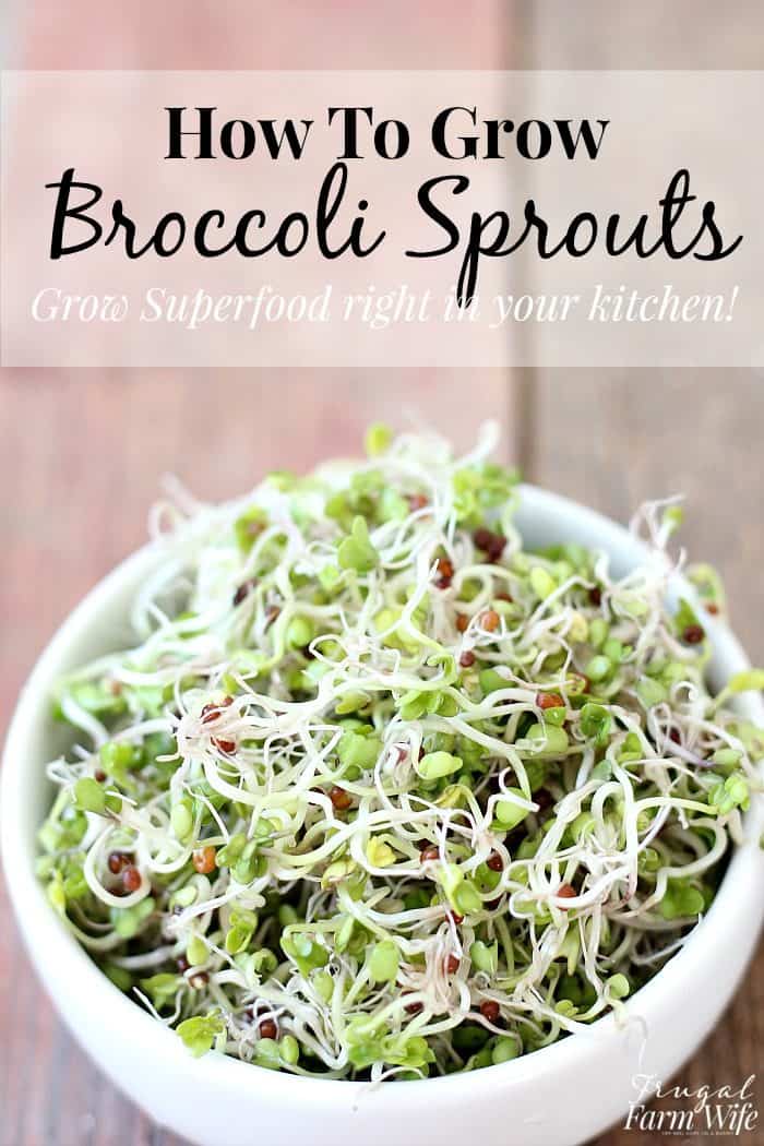 How to grow broccoli sprouts - one of the most powerful superfoods - right in your kitchen! 1000x the phytonutrients of mature broccoli!