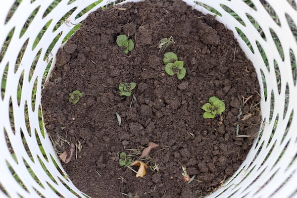 How To Grow Potatoes In Containers