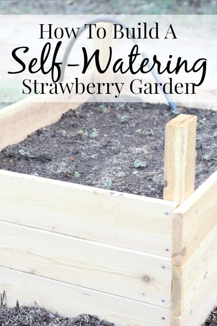 Image shows a cedar garden box with the text "How to Build a Self-Watering Strawberry Garden"
