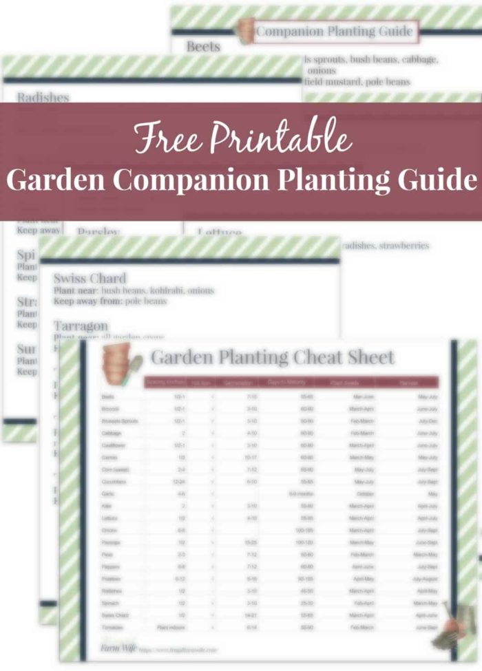 Image shows a free printable garden companion planting guide