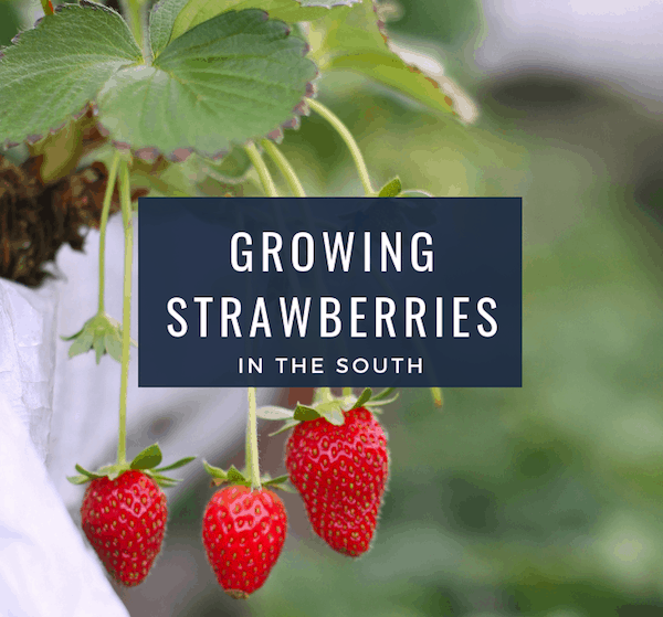Growing Strawberries In the South