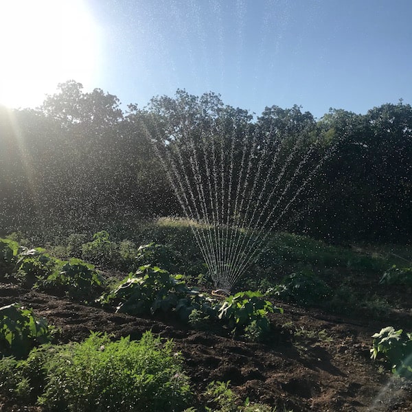 Image shows a sprinkler watering a garden. 