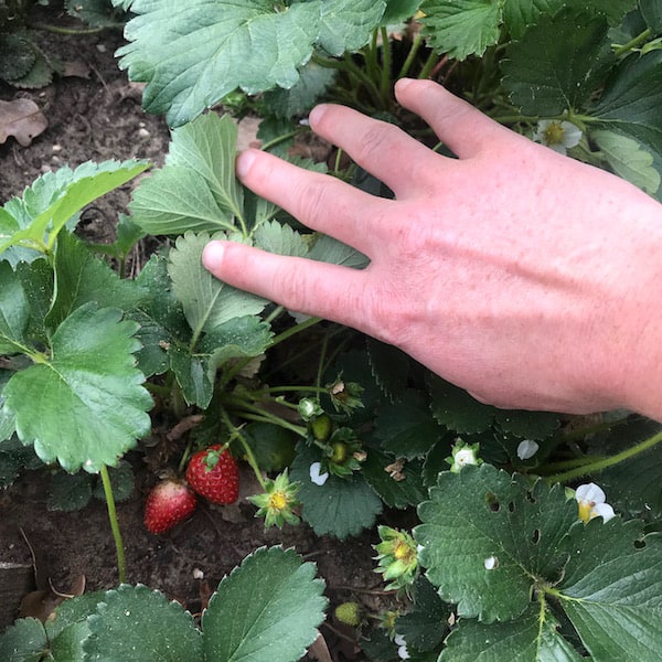 Image depicts a hand moving aside leaves to reveal strawberries to be picked
