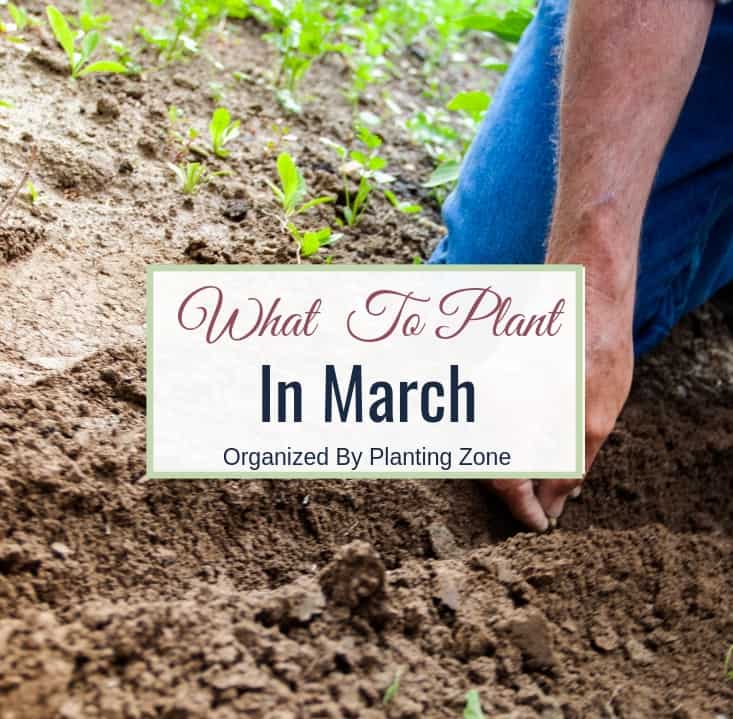 What to Plant In March (By Planting Zone)