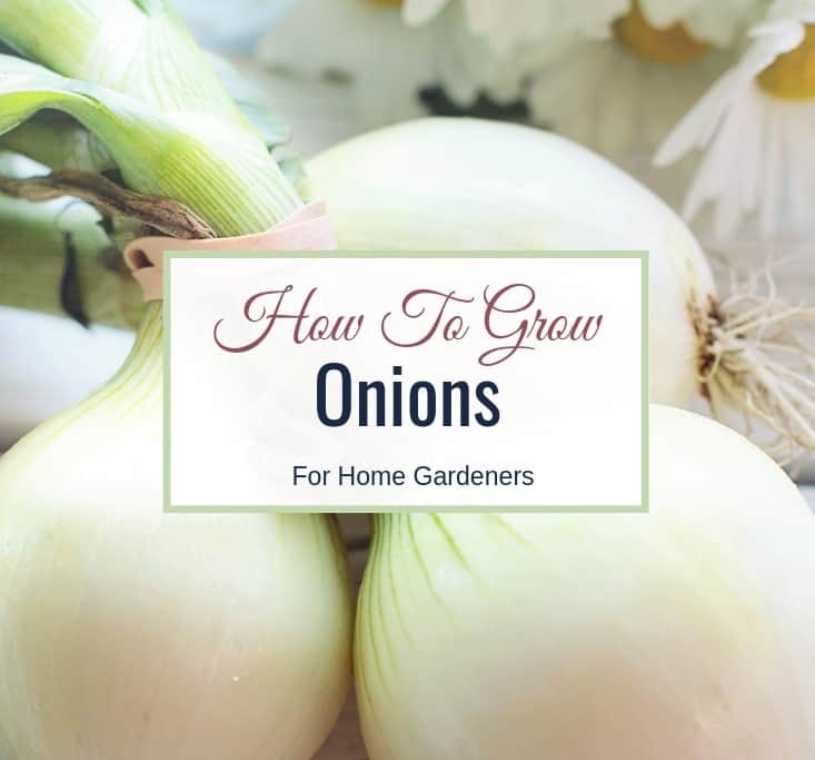 How To Grow Onions For Home Gardeners