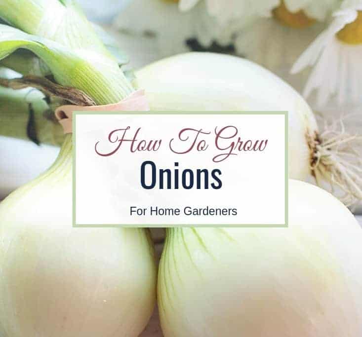 How To Grow Onions For Home Gardeners