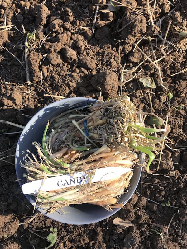 a bowl of onions ready to plant