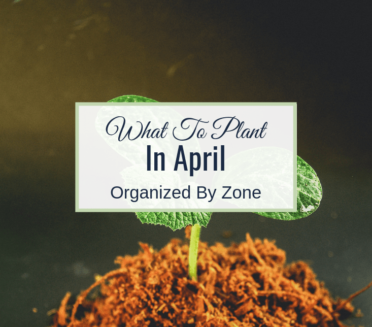 what to plant in April by zone