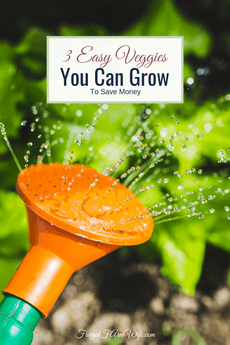  Veggies that are easy to grow for new gardeners that will save you money.