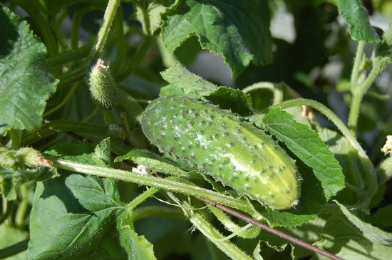 How to Grow Your Own Cucumbers