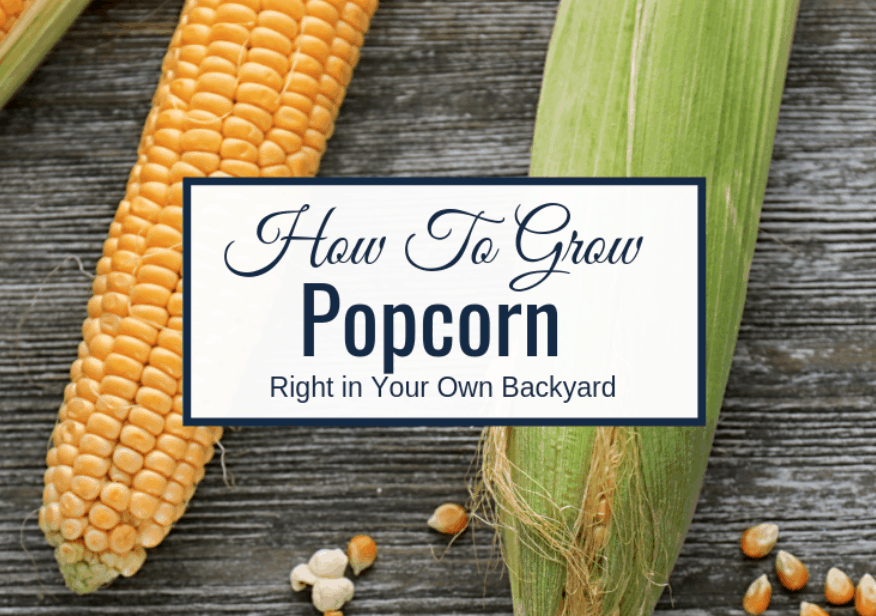 How To Grow Popcorn