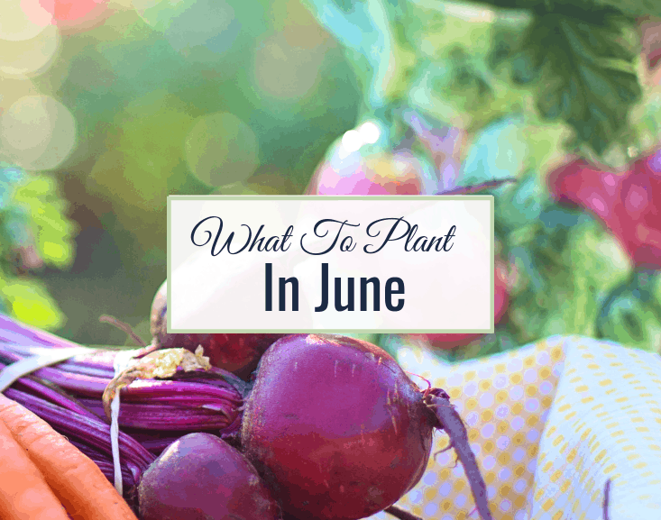 Vegetables To Plant In June