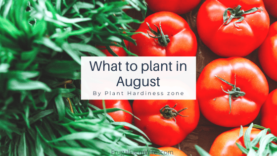 What To Plant in August