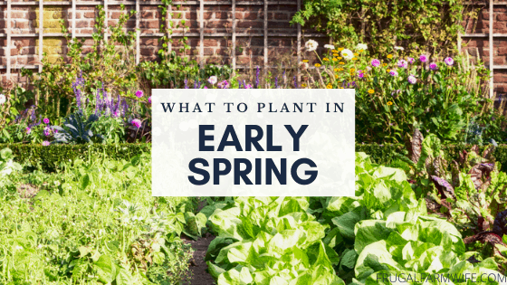 What to Plant in Early Spring