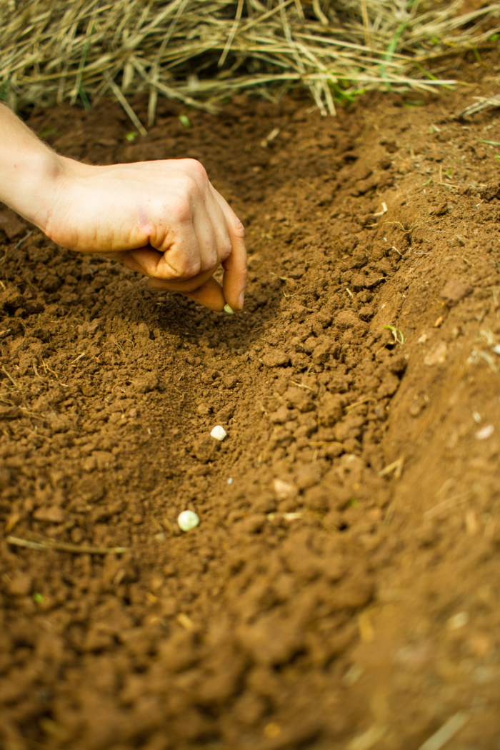 person planting peas seeds in the ground