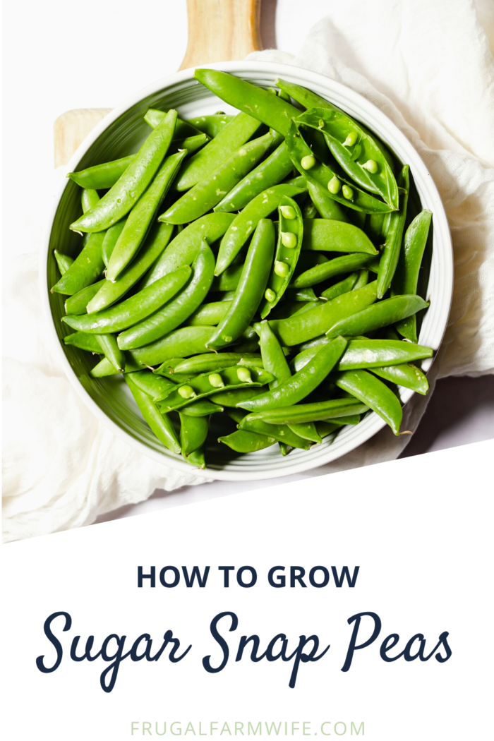 how to grow sugar snap peas